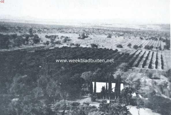Zuid-Afrika, 1922, Rustenburg, De Rustenburgsche lemoenentuin