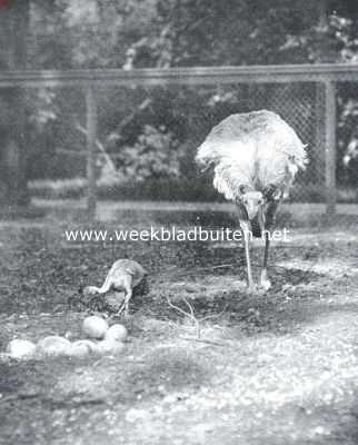 Noord-Holland, 1922, Amsterdam, Struisvogel met jong en eieren in 