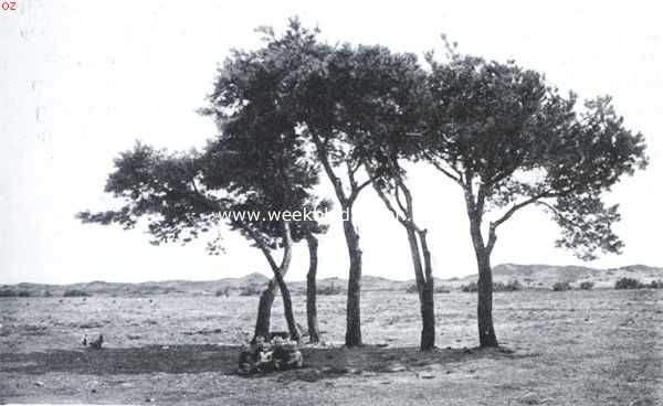 Gelderland, 1922, Kootwijk, Kootwijk. Een eenzaam groepje boomen