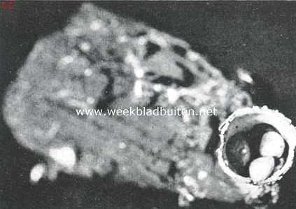 Onbekend, 1922, Onbekend, Een nestzwam op een rottend stukje boomschors 2