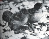 Miniatuurfoto