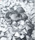Miniatuurfoto