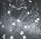 Miniatuurfoto