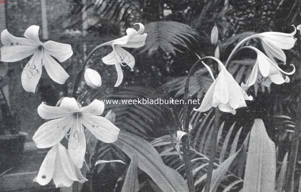 Noord-Holland, 1923, Amsterdam, Een prachtig bolgewas voor den zomer. Crinum Moorei in vollen bloei, in de Amsterdamsche Hortus