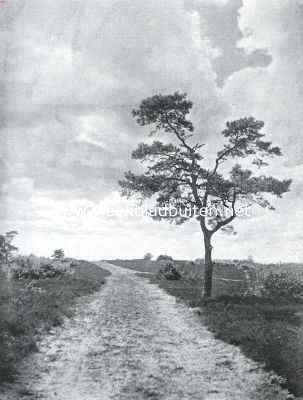 Onbekend, 1923, Onbekend, De eenzame boom