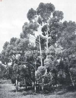 De St. Lger-eilanden in het Lago-Maggiore. Eucalyptus-groep