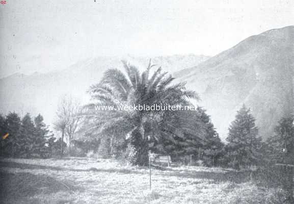 Zwitserland, 1923, Onbekend, De St. Lger-eilanden in het Lago-Maggiore. Een mooie palmboom