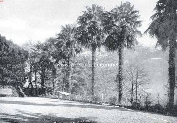 De St. Lger-eilanden in het Lago-Maggiore. Palmenlaan