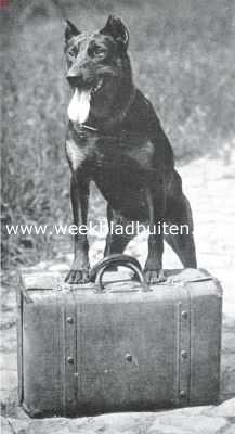 Onbekend, 1923, Onbekend, Dobermann Pinscher. 