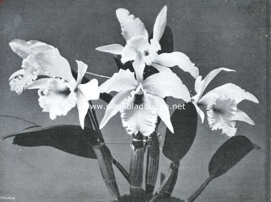 Onbekend, 1923, Onbekend, Bloeiende cattleya