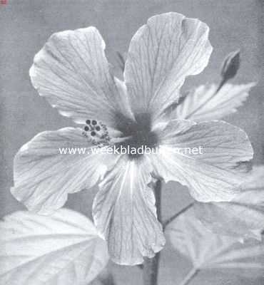 Onbekend, 1923, Onbekend, Het Chineesche Rozen-Althaeaboompje. Bloem van de Hibiscus Rosa-Sinensis L., een sierboompje uit China