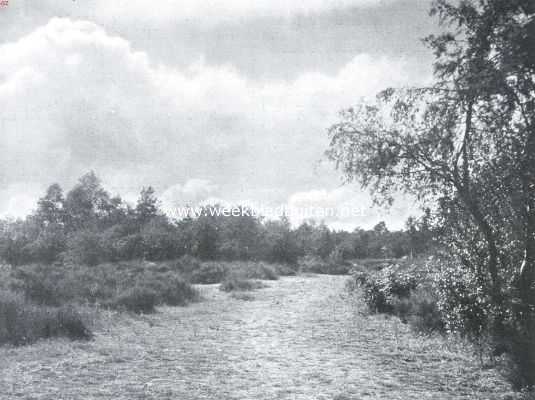 Onbekend, 1923, Onbekend, Eenzaam boschplekje