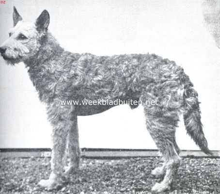Onbekend, 1923, Onbekend, Ruwharige schaapshond