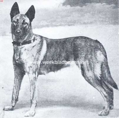 Onbekend, 1923, Onbekend, Een mooie herdershond