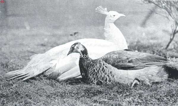 Onbekend, 1923, Onbekend, Witte en bonte pauw