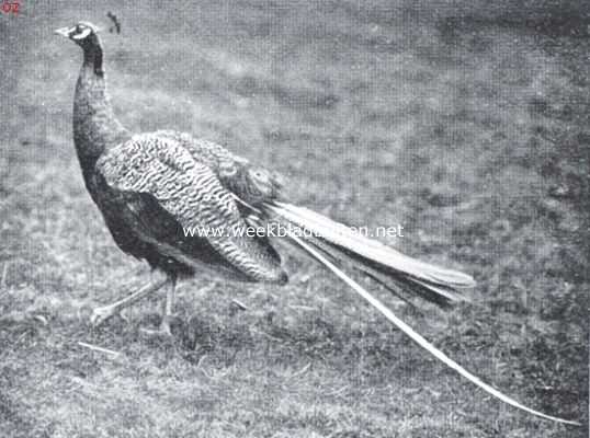 Onbekend, 1923, Onbekend, Een pauw, zijn grootste sieraad bijna geheel missende