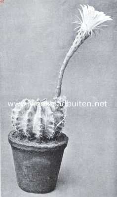 Echinopsis Tubiflora Zucc. Uit Zuid-Amerika (Brazili en Uruguay)
