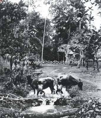 Indonesi, 1923, Onbekend, Sapis in de rivier