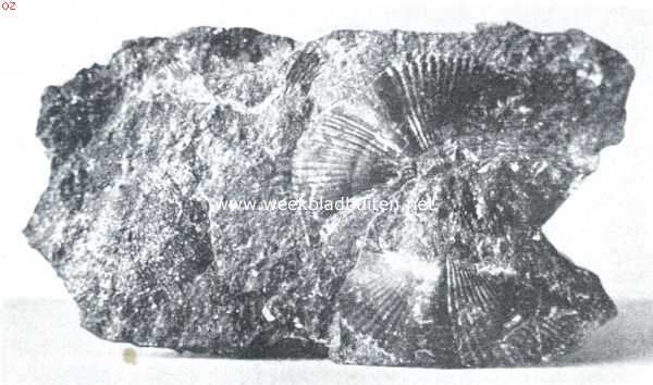 Utrecht, 1923, Maarn, Mooie steenen. Vlindervormige schelpafdrukken in kolenkalk. Brok van een zwerfsteen van Maarn