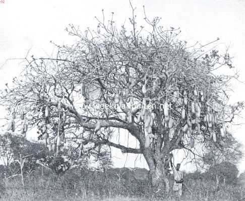 Een leverworstboom (kigelia) uit Oost-Afrika