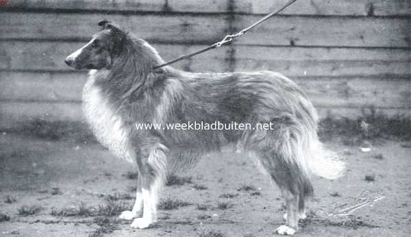 Onbekend, 1923, Onbekend, Collie of Schotsche herdershond