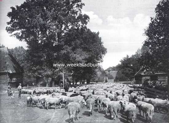 Drenthe, 1923, Elp, Door de binnenlanden van Drente. Kudde schapen in het heidedorpje Elp