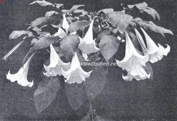 Bloemkroon van de Datura Arborea Suaveolens