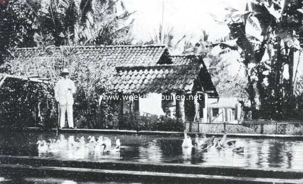 Indonesi, 1923, Salatiga, Een boerderij te Salatiga. Een der visch- en eendenvijvers
