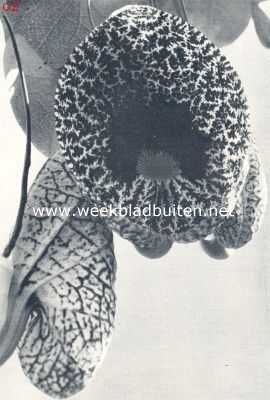 Bloemen van aristolochia elegans