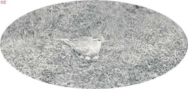 Onbekend, 1924, Onbekend, Morinelplevier op haar nest