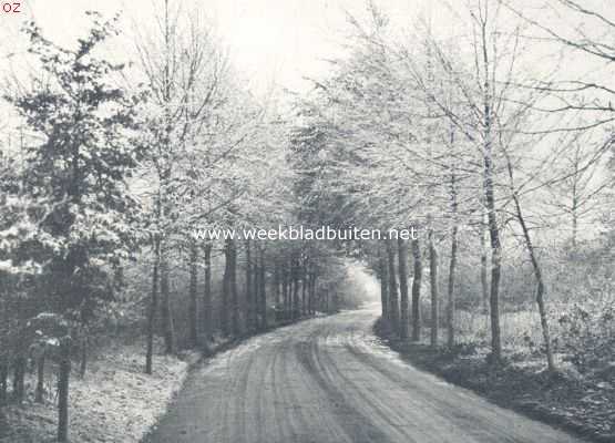 Nederland, 1924, Onbekend, Laan in rijptooi