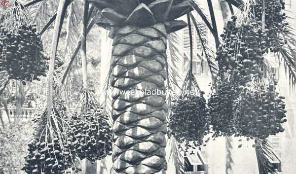 Frankrijk, 1924, Hyres, Rotsformaties en plantengroei aan de Azuurkust. Dadelpalm, zwaar met vruchten beladen, hangen de trossen uit het onderste kroongedeelte naar beneden, te Hyres en op andere goed-beschutte deelen van de Azuurkust komen de dadels tot rijpheid