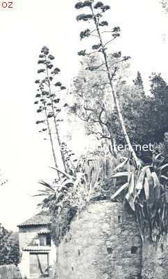 Rotsformaties en plantengroei aan de Azuurkust. Agave Americana op den muur van een landhuis te Hyres. De 7 M. hooge bloeistengels rijzen als kandelabers uit de stekelige bladrozetten op