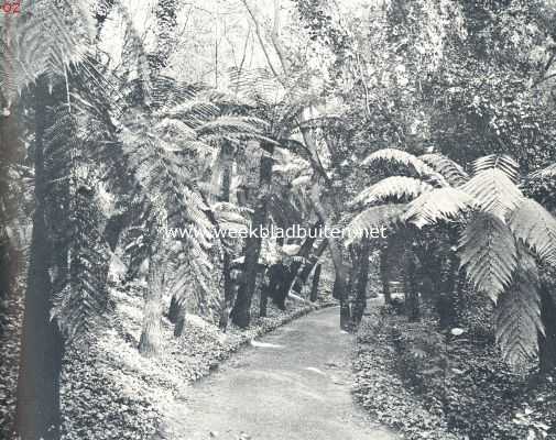 Frankrijk, 1924, Onbekend, Rotsformaties en plantengroei aan de Azuurkust. Boomvarens onder palmen en andere tropische boomsoorten in den tuin der villa Thuret, nu botanischen tuin van den staat, op het schiereiland La Garoupe