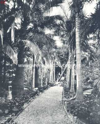 Frankrijk, 1924, Onbekend, Rotsformaties en plantengroei aan de Azuurkust. Cocospalmen aan de Golfe Juan