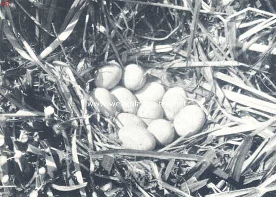 Onbekend, 1924, Onbekend, Nest met eieren van de meerkoet