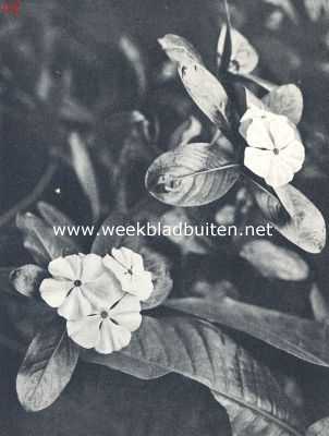 Onbekend, 1924, Onbekend, Een verwante uit tropische streken van den maagdenpalm (Lochnera Rchb)