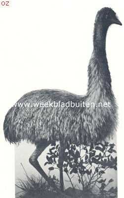 Australi, 1924, Onbekend, Australische emeu