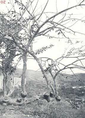 Onbekend, 1924, Onbekend, Een kalebas-boom