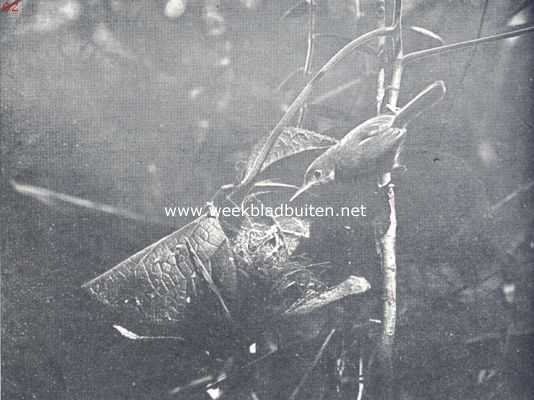 Indonesi, 1924, Onbekend, Snijdersvogeltje en Piet van Vliet. Snijdersvogeltje, bezig een koekoeksjong te voederen