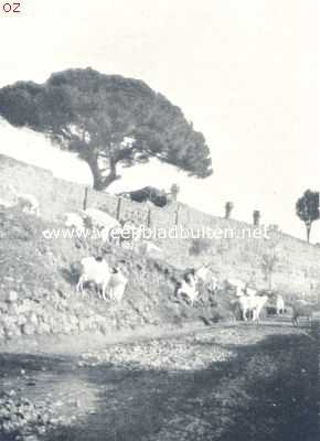 Itali, 1924, Onbekend, Onwetenschappelijke reisindrukken. Op een wandeling naar de tempels. Geitenkudde tegen de muren van de Romaansche kerk San Nicola