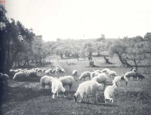 Itali, 1924, Onbekend, Onwetenschappelijke reisindrukken. Kudde schapen en geiten in den olijfboomgaard van Mos