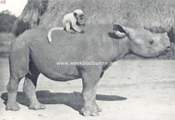 De bewoners van Oost-Afrika. Onze rhinoceros-baby, met zijn vriend, een colobus-aapje