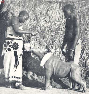 Afrika, 1924, Onbekend, De bewoners van Oost-Afrika. Hoe ik wilde dieren levend gevangen heb. Onze jonge neushoorn aan den maaltijd