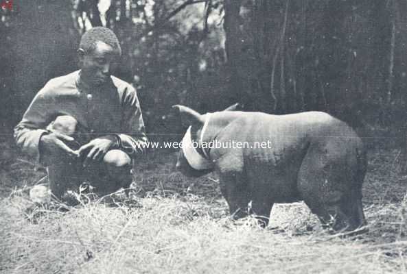 Afrika, 1924, Onbekend, De bewoners van Oost-Afrika. Hoe ik wilde dieren levend gevangen heb. Ons neushoorntje een dag na zijn geboorte