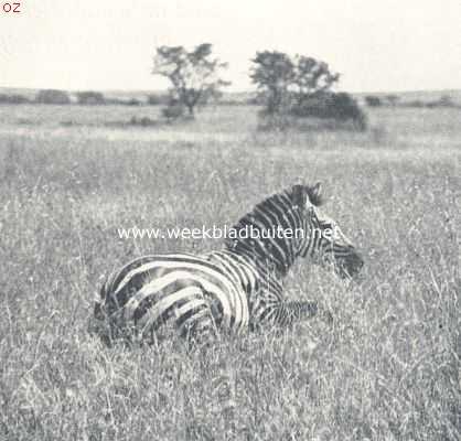 De bewoners van Oost-Afrika. Een gevangen zebra