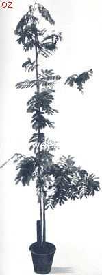 Onbekend, 1924, Onbekend, Acacia Cornigera, in een pot gekweekt