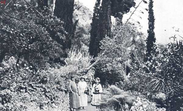 Frankrijk, 1924, Onbekend, Tropische plantengroei aan de Riviera. Kleurige bloemen tegen een achtergrond van statig geboomte