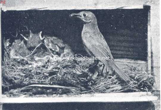 Roodstaartje bij zijn nest met jongen in een oud sigarenkistje