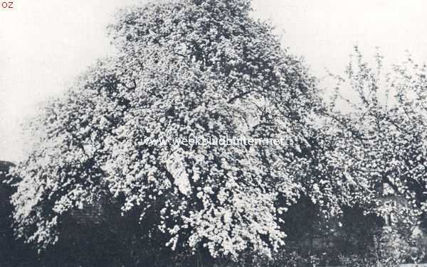 Nederland, 1924, Lobith, Een honderd-jarige pereboom in den tuin der Hervormde pastorie te Lobith in vollen bloei